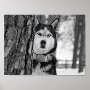 Poster Mes yeux Bleus Bébé