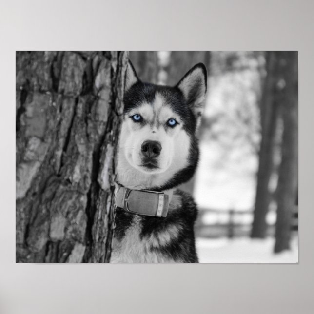 Poster Mes yeux Bleus Bébé (Devant)