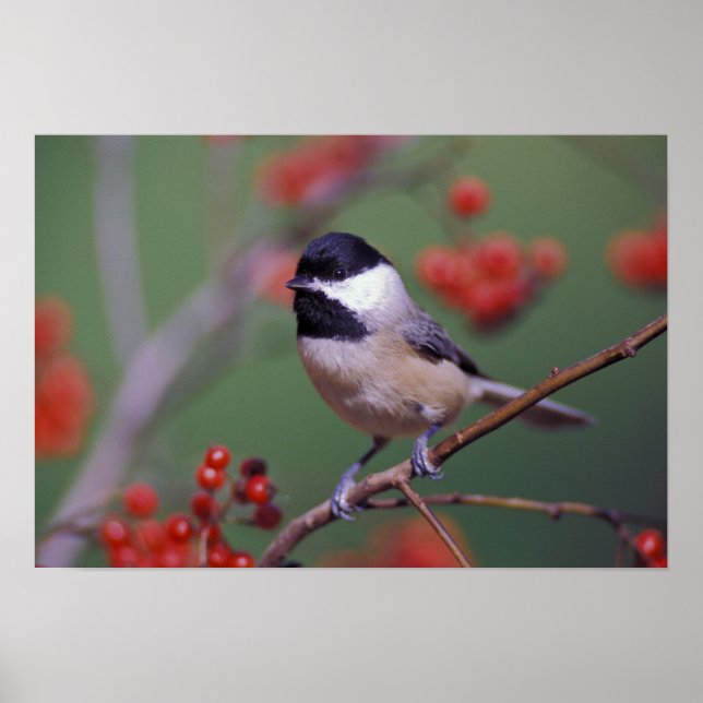 Poster Mésange de Caroline (Devant)