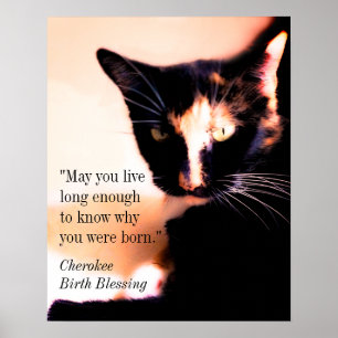 Poster Messenger Cat