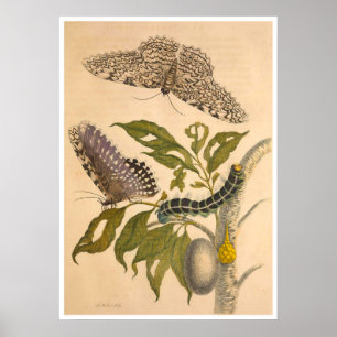 Poster Métamorphose Insectorum Surinamensium Imprimer