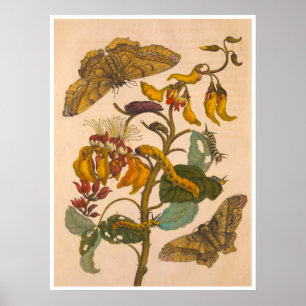 Poster Métamorphose Insectorum Surinamensium Imprimer