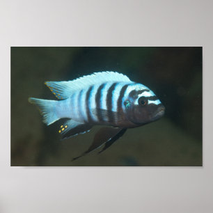 Poster Metriaclima zebra - Chinyamwezi, lac Malawi