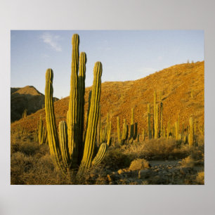 Poster Mexico, Baja, Santa Catalina Island, Sea of