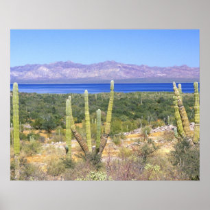 Poster Mexique, Basse Californie du Sud, Cardon Cactus à