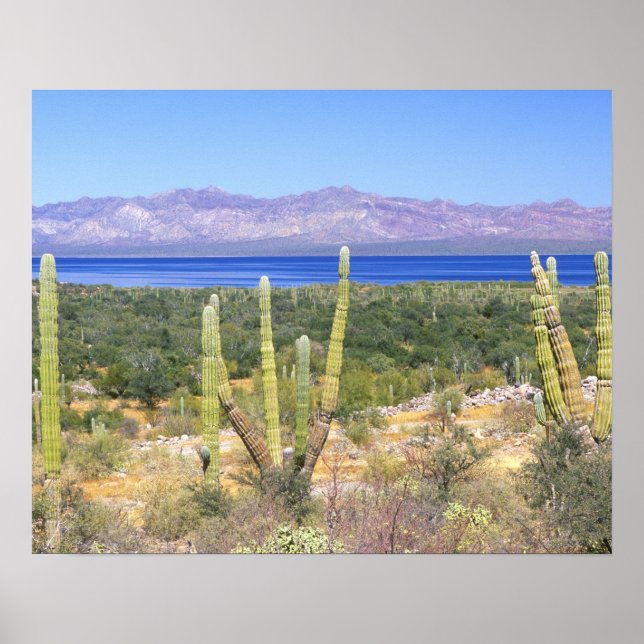 Poster Mexique, Basse Californie du Sud, Cardon Cactus à (Devant)