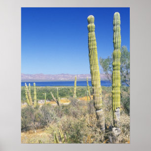 Poster Mexique, Basse Californie Sur, Mulege, Bahia