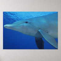 Mexique, Cozumel. Dauphin en bouteille, Tursiops 4
