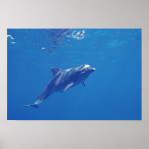 Poster Mexique, Cozumel. Grand dauphin