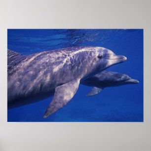 Poster Mexique, Cozumel. Grand dauphin, Tursiops 2