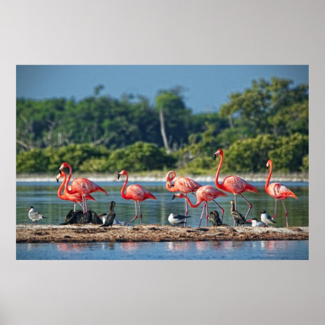 Poster Mexique Rio Lagartos (Devant)