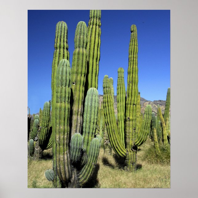 Poster Mexique, Sonora, San Carlos. Tuyau du Saguaro et d (Devant)