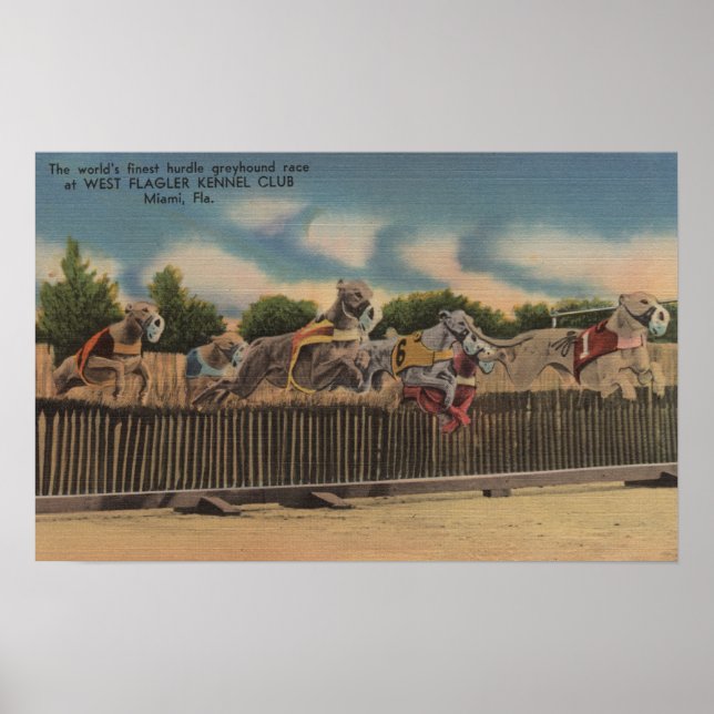 Poster Miami, FL - Greyhound Dog Race au Kennel Club (Devant)