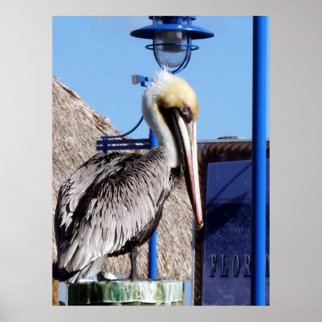 Poster Miami Pelican (Devant)