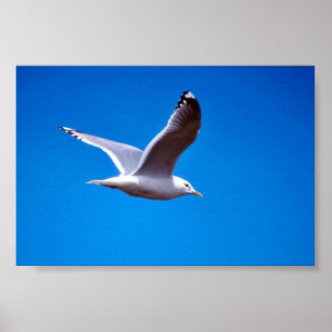 Poster Miaulent la mouette en vol