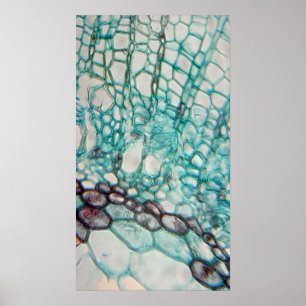 Poster micrographie des cellules plantes