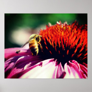 Poster Miel Abeille Sur Le Confleur Fermer