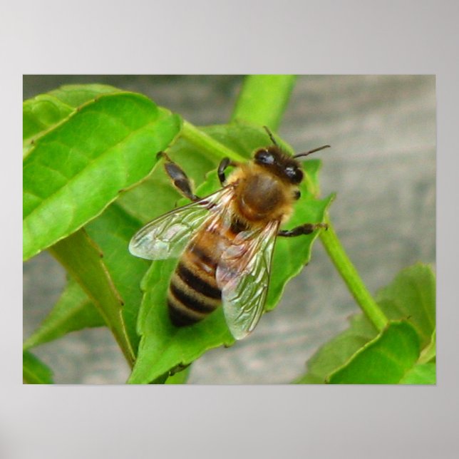 Poster Miel Bee (Devant)