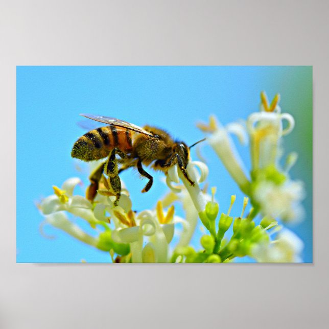 Poster Miel Bee (Devant)