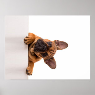 Poster mignon Bulldog Vraiment mignon, Bulldog anglais