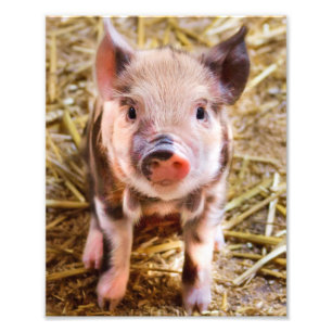 Poster mignon Little Piglet