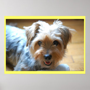 Poster Mignon riant yorkie chiot chien yorkshire terrier