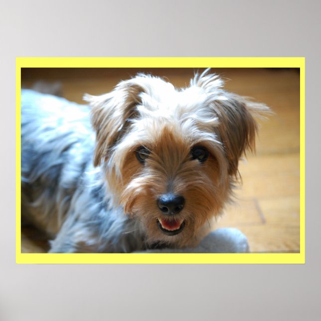 Poster Mignon riant yorkie chiot chien yorkshire terrier (Devant)