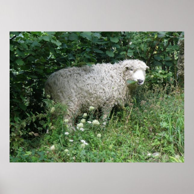 Poster Mignonne Blanc Fluffy Sheep Manger Imprimer (Devant)
