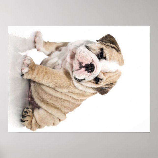 Poster Mignonne Chien-taupe Chien Triste (Devant)