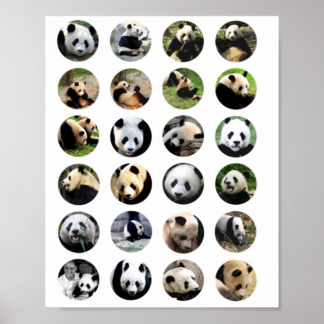 Poster mignonne panda ours photos nature animal photo (Devant)