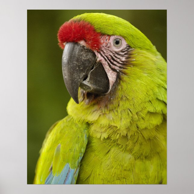 Poster Militaire macaw (Ara militaris) CAPTIVE. Amazon (Devant)