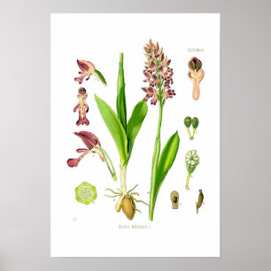 Poster Militaris d'Orchis