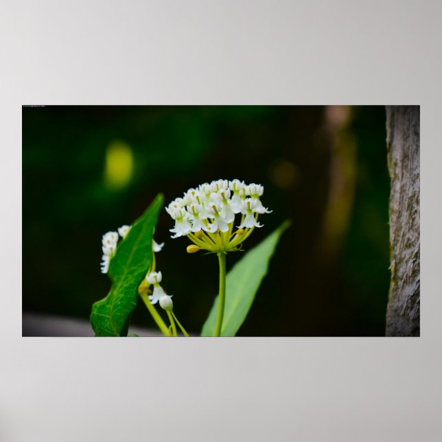 Poster Milkweed (Devant)