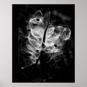 Poster Milkweed de danse