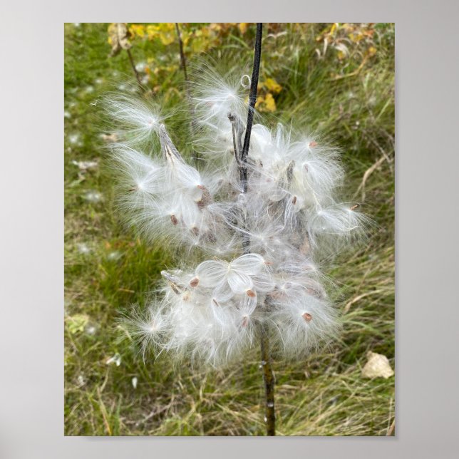 Poster Milkweed | Papillon | (Devant)