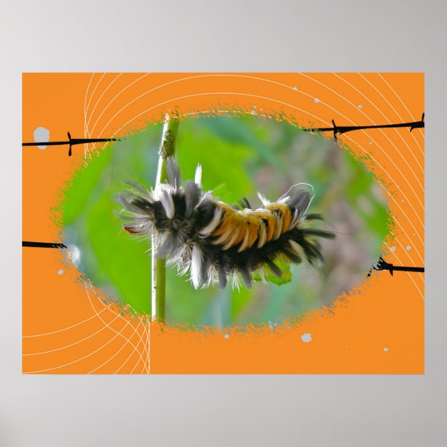 Poster Milkweed Tussock Moth Caterpillar (Devant)