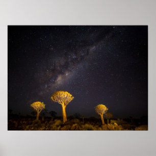 Poster Milky Way Quiver Tree   Keetmanshoop Namibia
