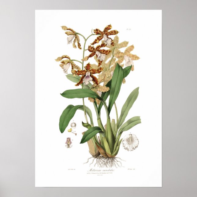 Poster Miltonia candida (Devant)