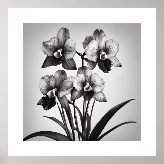 Poster Miltonia Orchidées II Imprimantes d'art monochroma (Devant)