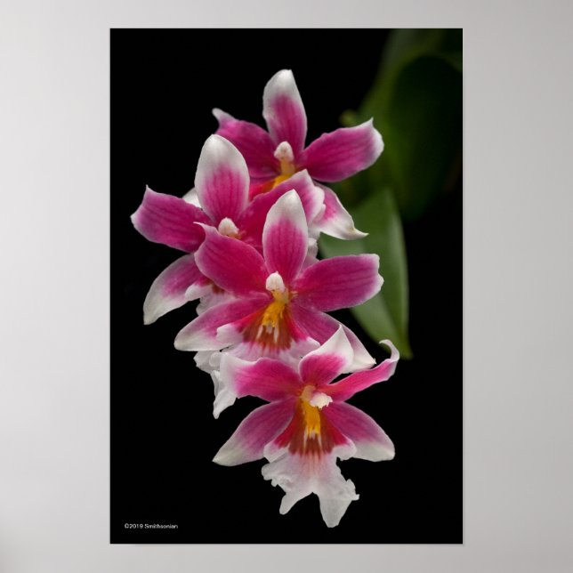 Poster Miltonioda Sakura (Devant)