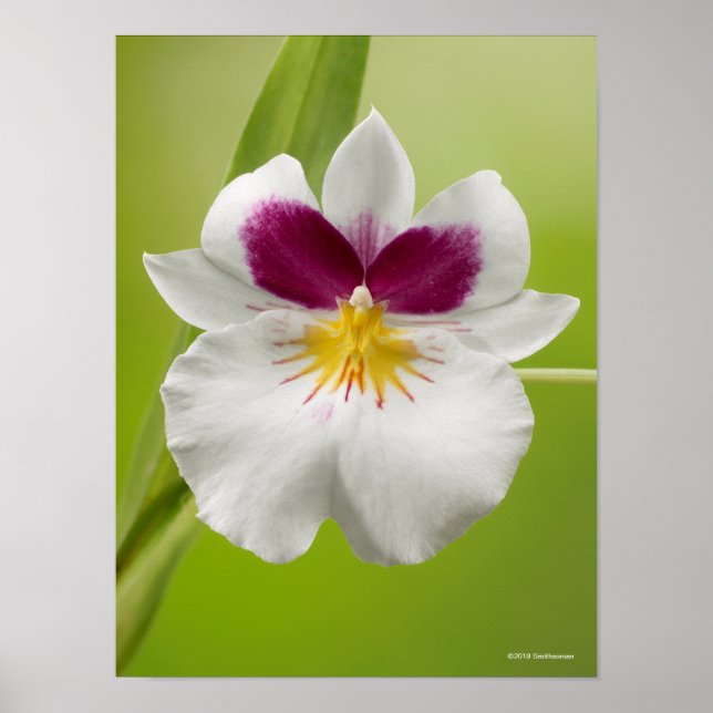 Poster Miltoniopsis Roezlii (Orchidées de Pansy) (Devant)
