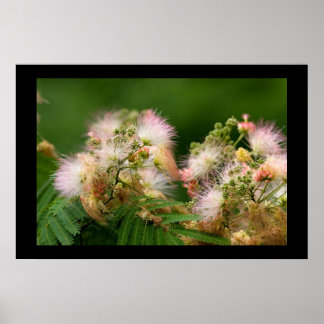 Poster Mimosa Blossoms