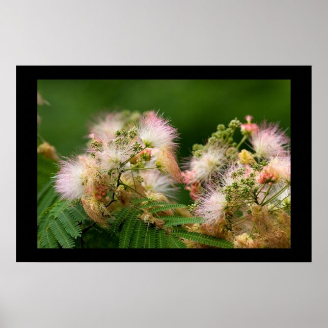 Poster Mimosa Blossoms (Devant)