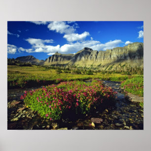 Poster Mimulus de Logan Pass dans le parc national de Gla