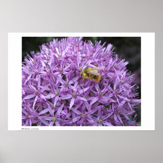 Poster Mini Bumble Bee sur Allium