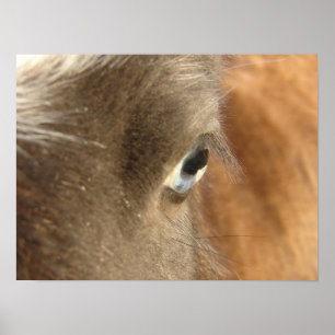 Poster Mini Filly bleu