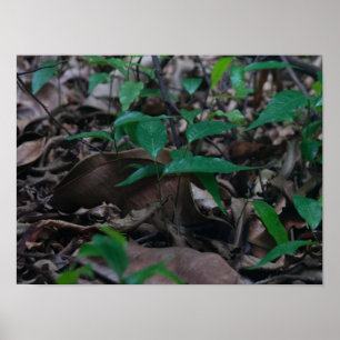 Poster Mini Forêt