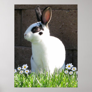 Poster Mini rex avec des marguerites