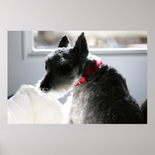 Poster Mini Schnauzer