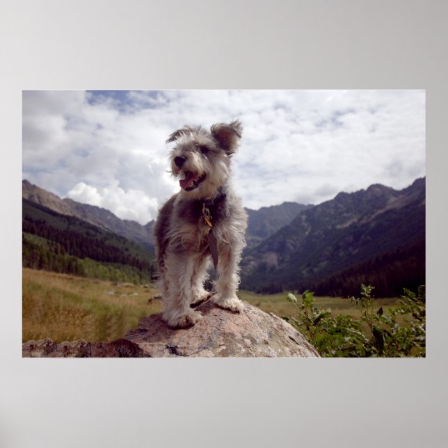 Poster Mini Schnauzer (Devant)